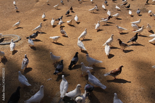 A flock of pigeons eating on the sand ground in Seville, Andalusia, Spain.