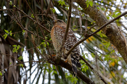 Cooper's Hawk, juvenile wild predator bird perched high on branch  © Savannah
