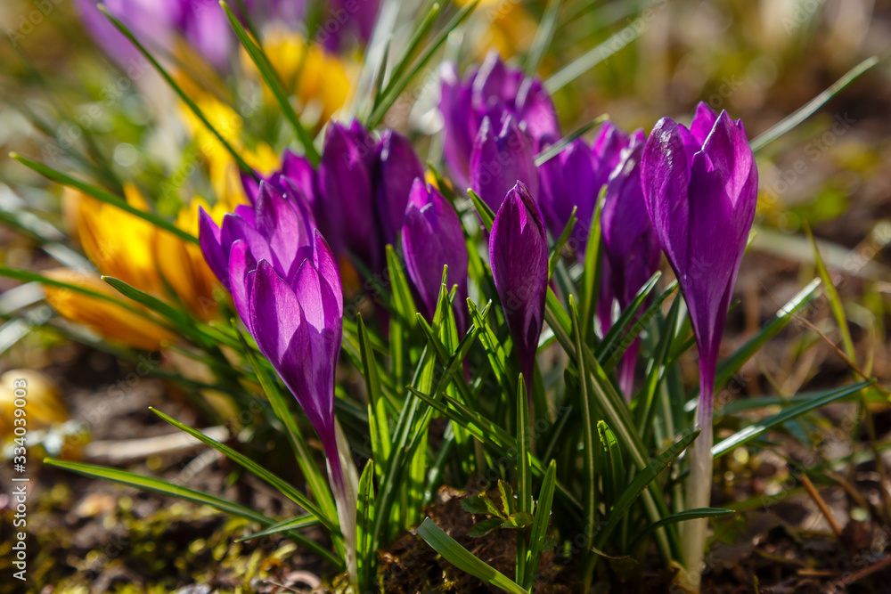 Purple flower of crocus, plural crocuses is a genus of flowering plants in the iris family. Beautiful purple crocuses in spring garden Purple flower of crocus, plural crocuses is a genus of flowering plants in the iris family. Beautiful purple crocuses in spring garden