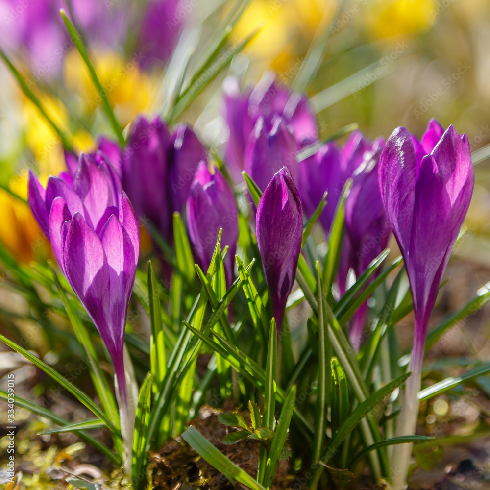 Purple flower of crocus, plural crocuses is a genus of flowering plants in the iris family.  Beautiful purple crocuses in spring garden