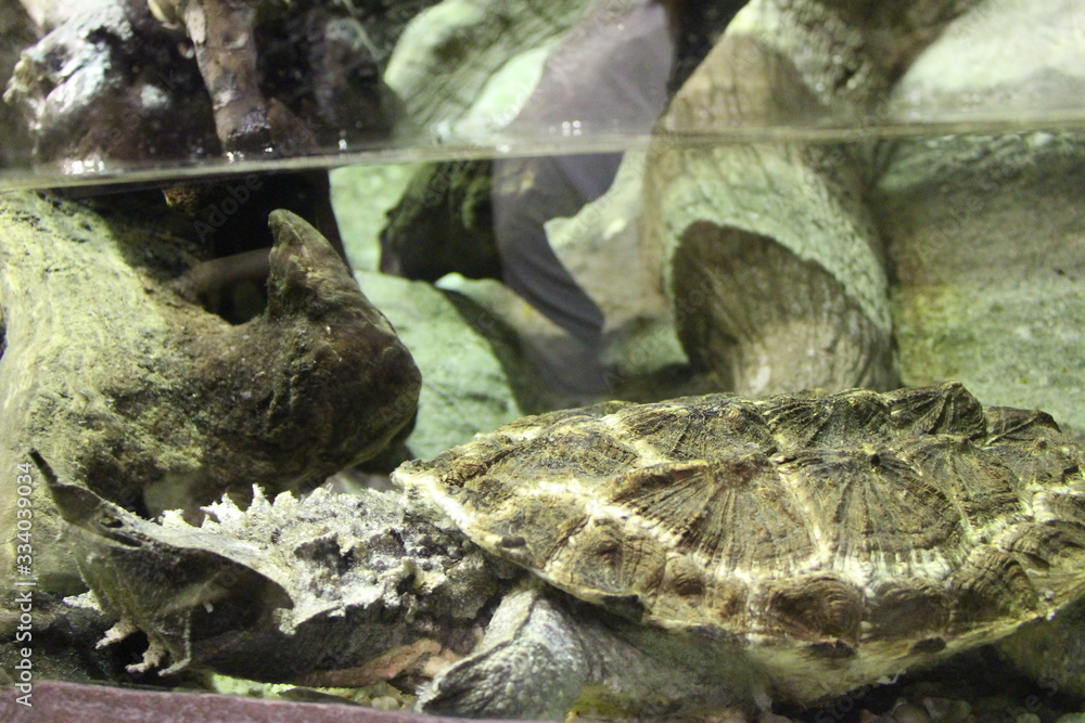 Mata Mata Turtle (Chelus Fimbriata) with its long nose and uneven shell ...