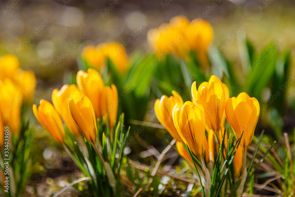 Yellow flower of crocus, plural crocuses is a genus of flowering plants in the iris family. Beautiful yellow crocuses in spring garden Yellow flower of crocus, plural crocuses is a genus of flowering plants in the iris family. Beautiful yellow crocuses in spring garden