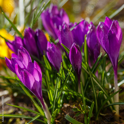 Purple flower of crocus, plural crocuses is a genus of flowering plants in the iris family. Beautiful purple crocuses in spring garden