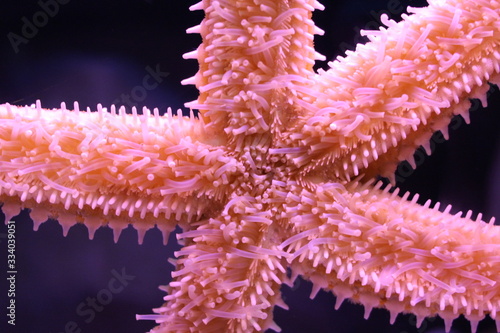 Closeup pink starfish underwater in an aquarium.