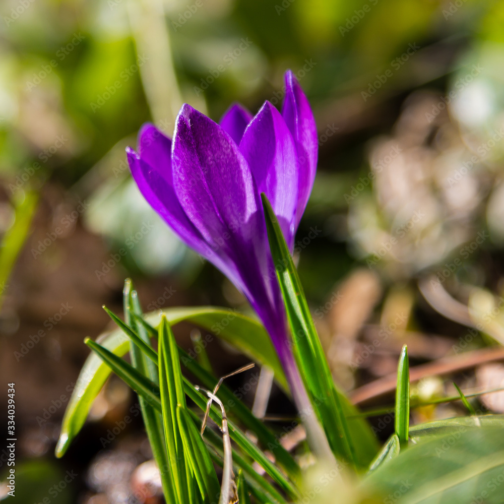 Beautiful purple and white crocus flowers in spring garden. Growing early-flowering bulbs in the garden Beautiful purple and white crocus flowers in spring garden. Growing early-flowering bulbs in the garden