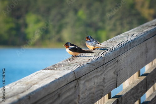 Barn Swallows sitting on fence at a park in Lake Acworth Georgia.
