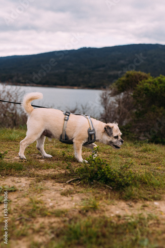 dog on cliff