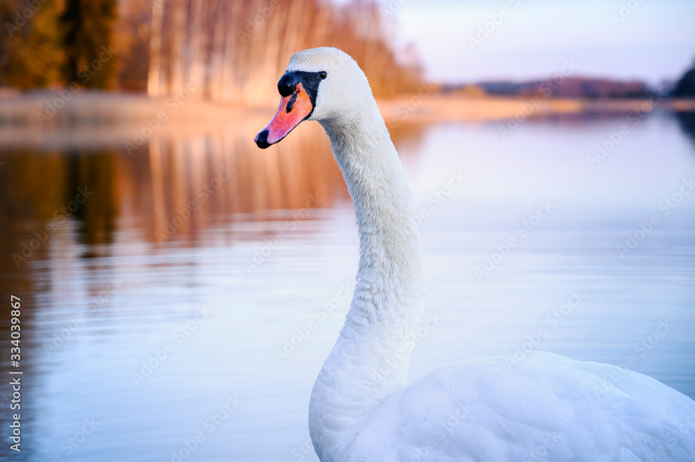 Obraz premium Beautiful white swan swimming in the lake during colourful sunrise