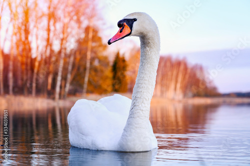 Fototapeta Naklejka Na Ścianę i Meble -  Beautiful white swan swimming in the lake during colourful sunrise
