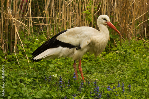 The white stork (Ciconia ciconia).