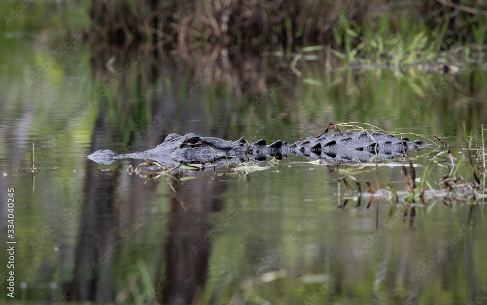 American Alligator in water at Okefenokee swamp habitat in Georgia. American Alligator in water at Okefenokee swamp habitat in Georgia.