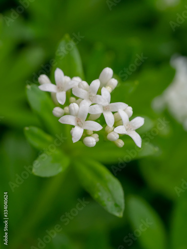 Waldmeister – Weiße Blüten und Blätter (galium odoratum) photo