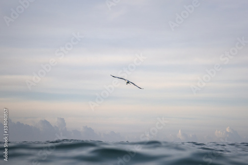 Flying Seagull  Byron Bay Australia