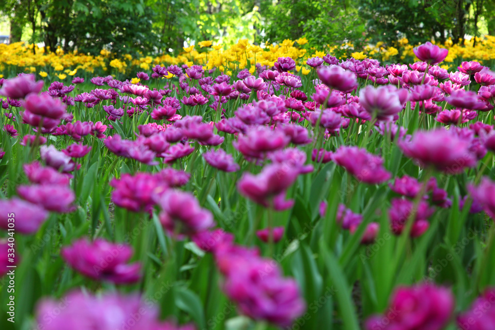 Huge number of lilac and yellow tulips in the spring garden