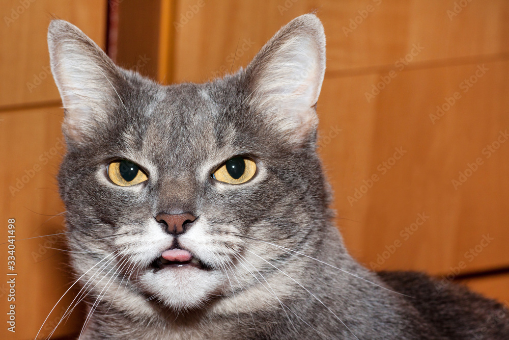 gray tabby cat shows tongue closeup sidia near the cabinet