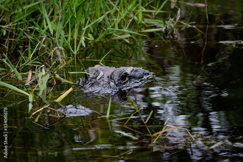 American Alligator at Okefenokee Swamp land in Georgia.
