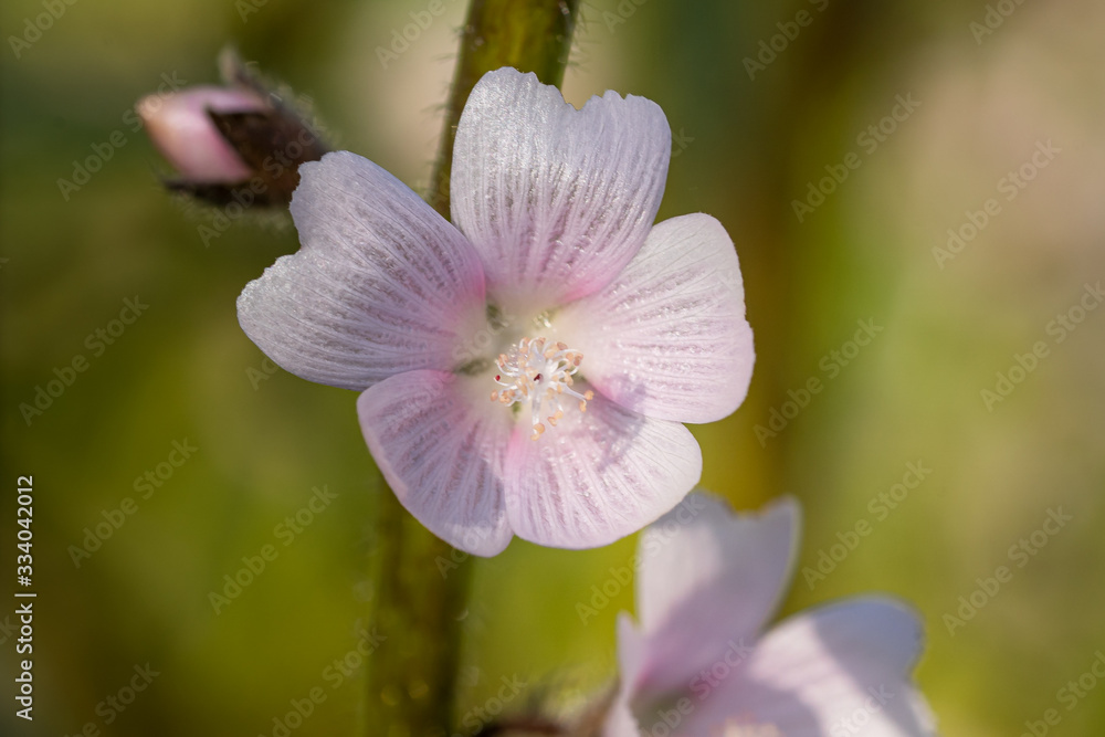 Pink spring bloom wild mallow Pink spring bloom wild mallow