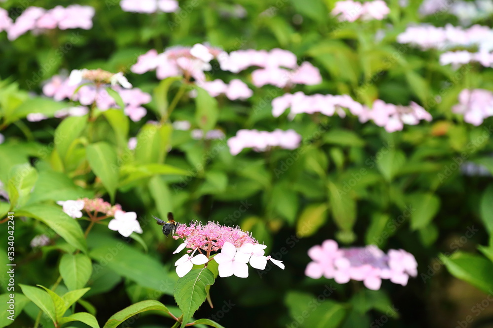 Naklejka premium 恋し野の里_あじさい