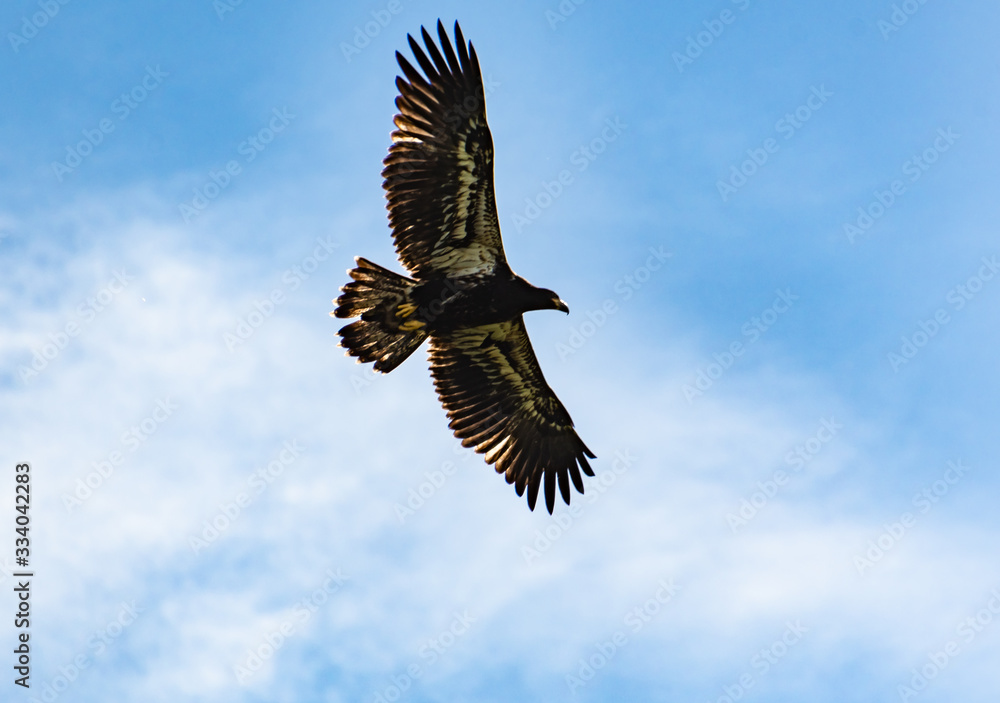 Fototapeta premium Juvenile Bald Eagle flying around nest site in Rome Georgia.