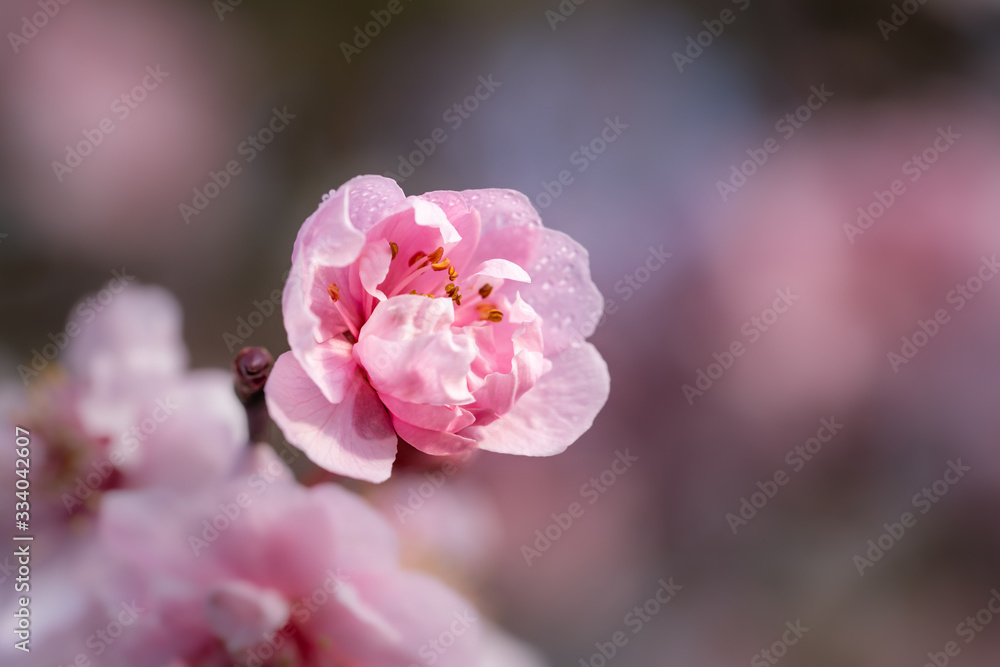 Pink spring flowering tree plum cherry Pink spring flowering tree plum cherry