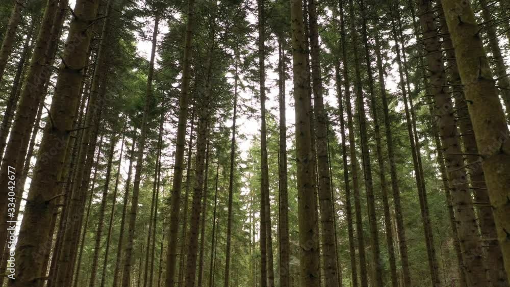 Fly inside coniferous wood. Up among trunks of trees. Fly inside coniferous wood. Up among trunks of trees.