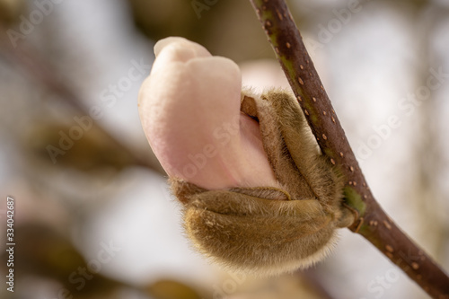 Spring blooming magnolia