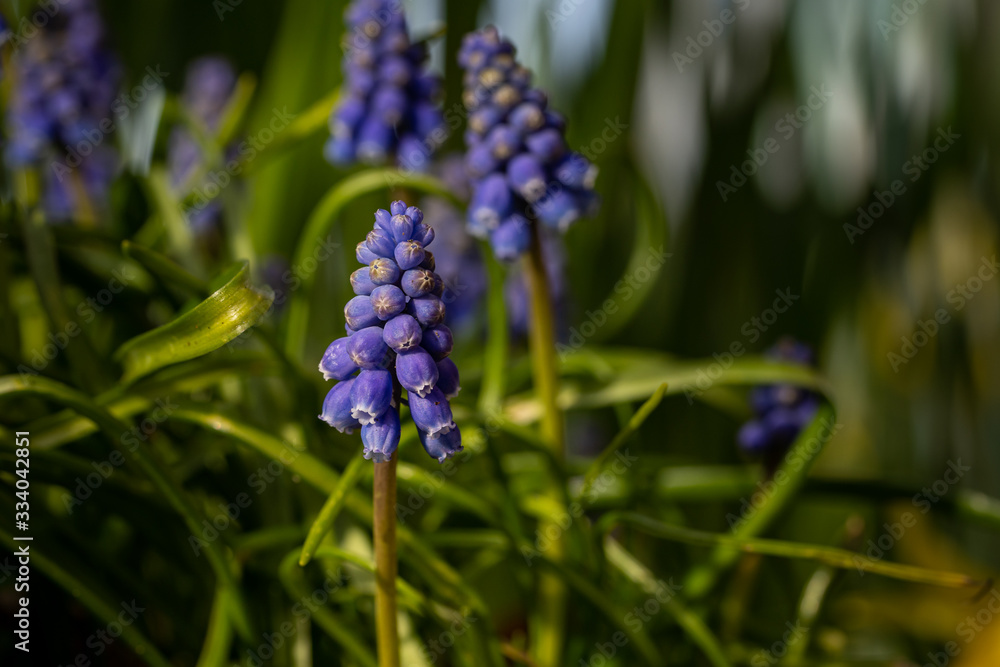 Spring blooming grape hyacinth Spring blooming grape hyacinth