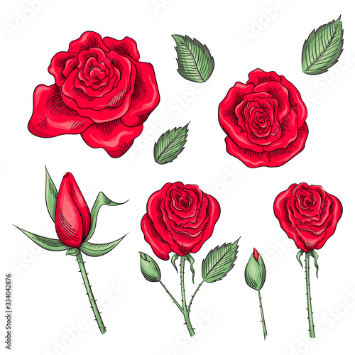 Hand drawn set of roses, rose buds and leaves