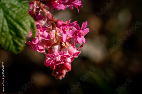 Spring blooming flowering current