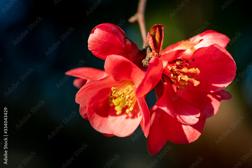 Obraz premium Red flowering quince spring flower