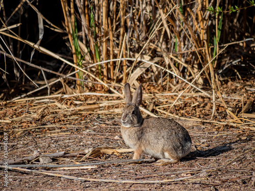 Desert cottontail on the ground photo