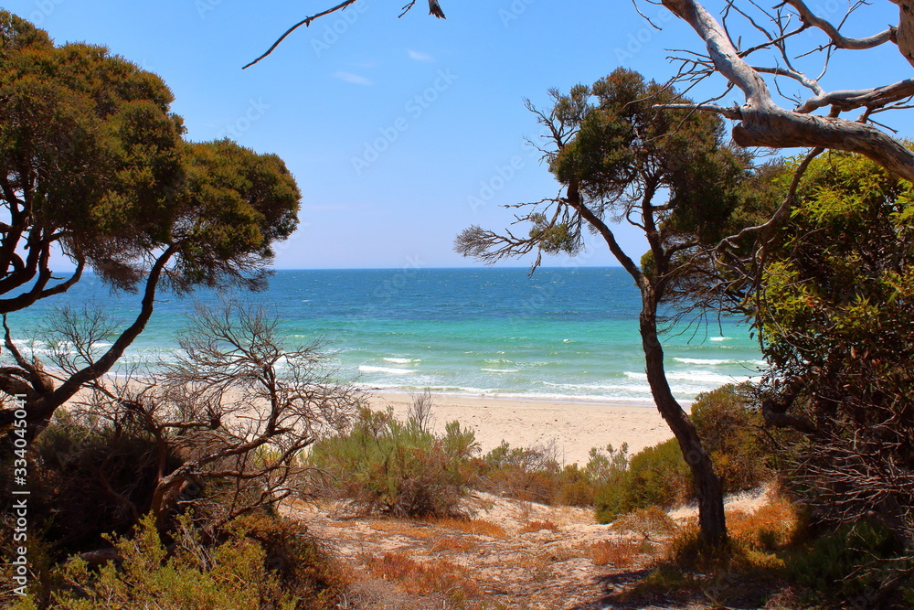 tree on beach in Lincoln National Park, Australia tree on beach in Lincoln National Park, Australia