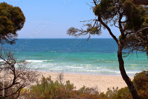Fototapeta Naklejka Na Ścianę i Meble -  tree on the beach in Lincoln National Park, South Australia