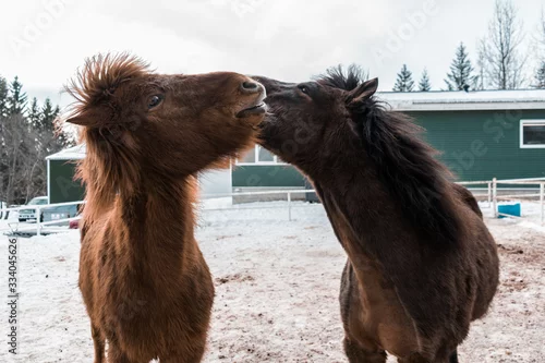 Fototapeta samoprzylepna Islandia - Konie