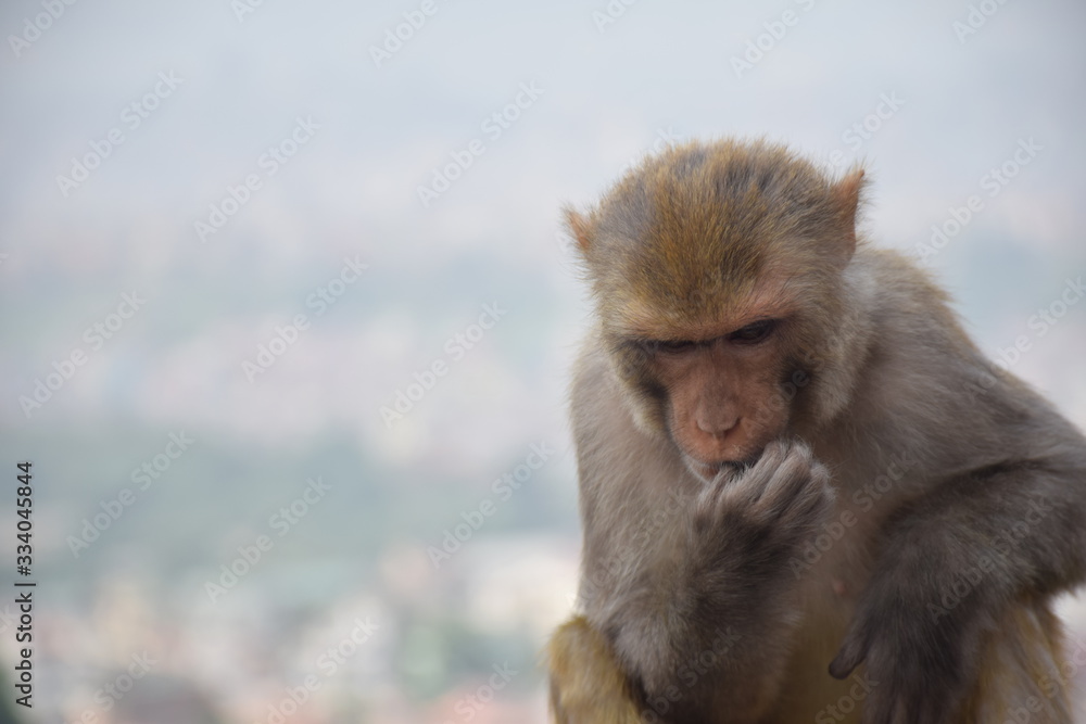 Monkey sitting looking down with worried thinking face with hand on his chin Monkey sitting looking down with worried thinking face with hand on his chin