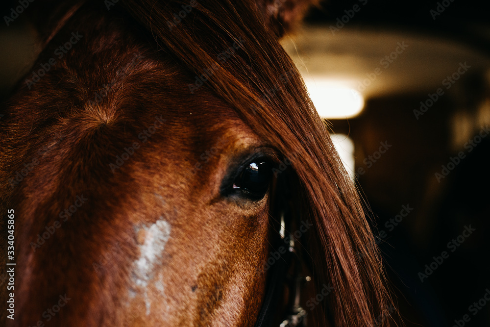 custom made wallpaper toronto digitaleye of a horse