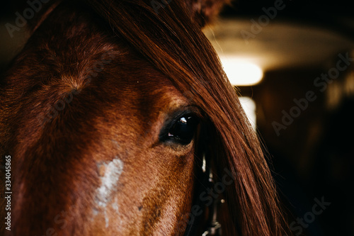 Wallpaper Mural eye of a horse Torontodigital.ca