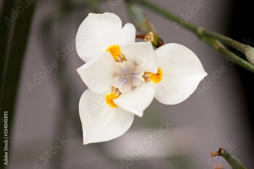 flor planta colores naturaleza rosa rosal gardenia 