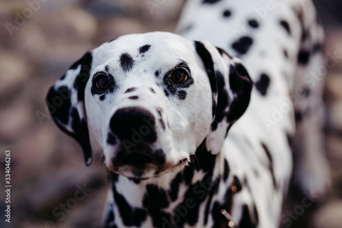 portrait of a black and white dalmatian dog