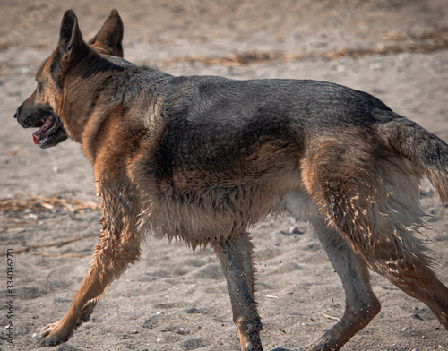 german shepherd dog on the beach