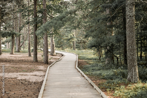 path in the forest