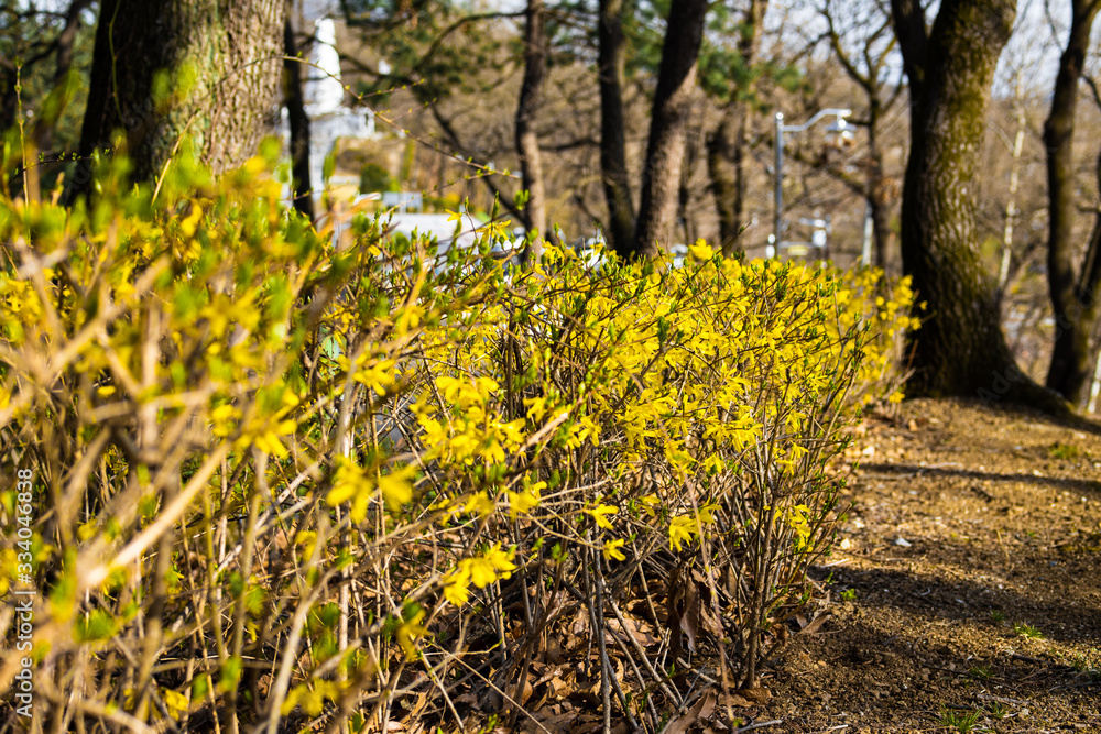 Obraz premium 봄꽃 개나리