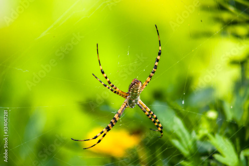 araña insecto, microfotografía macrofotografía naturaleza fauna
