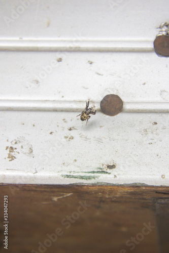 araña insecto, microfotografía macrofotografía naturaleza fauna