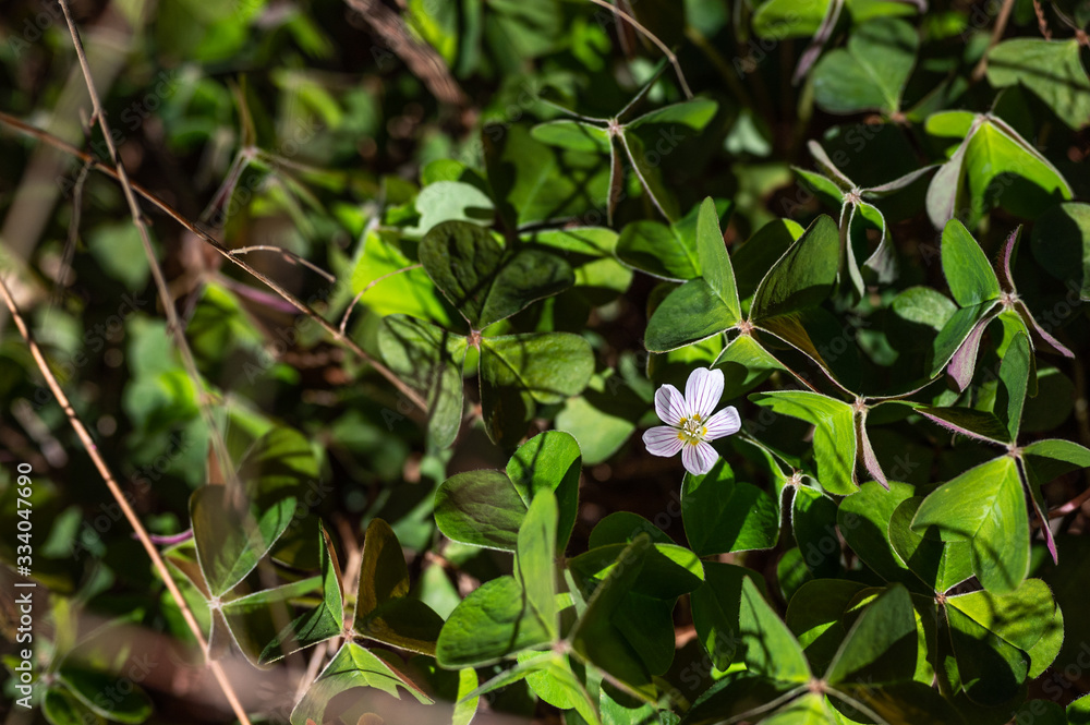 Fototapeta premium Delicate white shamrock flower sunlit and growing in the wild with the classic leaves