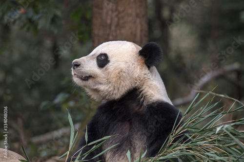 Obraz na plátne Photograph of Panda Bear in Bifengxia nature reserve, Sichuan Province China