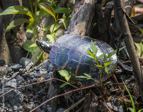 An eastern painted turtle ambles through the woods photo