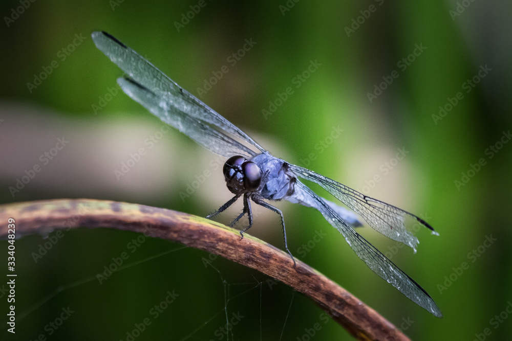 A slaty skimmer dragonfly stares down the photographer on a blade of sawgrass A slaty skimmer dragonfly stares down the photographer on a blade of sawgrass