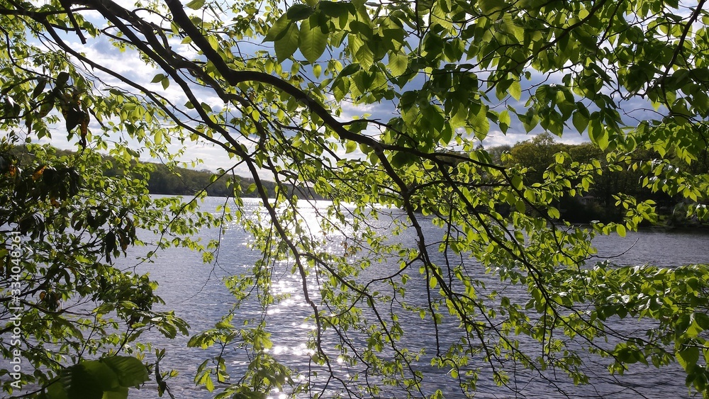 lake through the trees