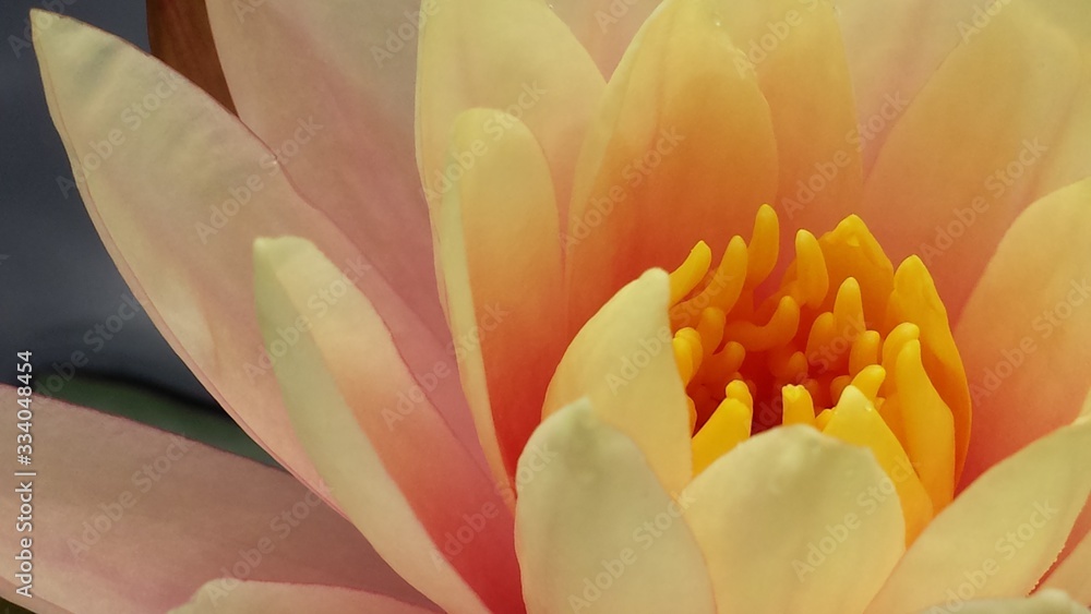 pale pink water lily lotus close up